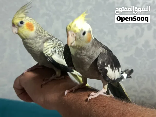 حبتين كوكتيل اليف ولعوب