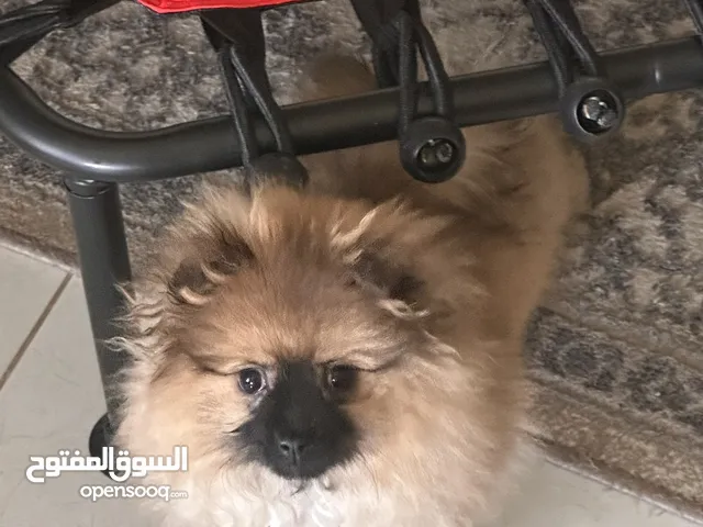 كلب بومرينيان انثى