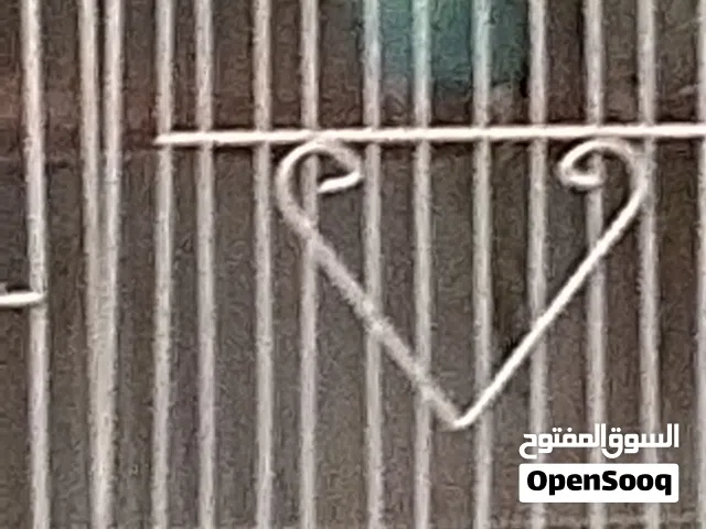 طيور بادجي للتبديل مع الروز اليف