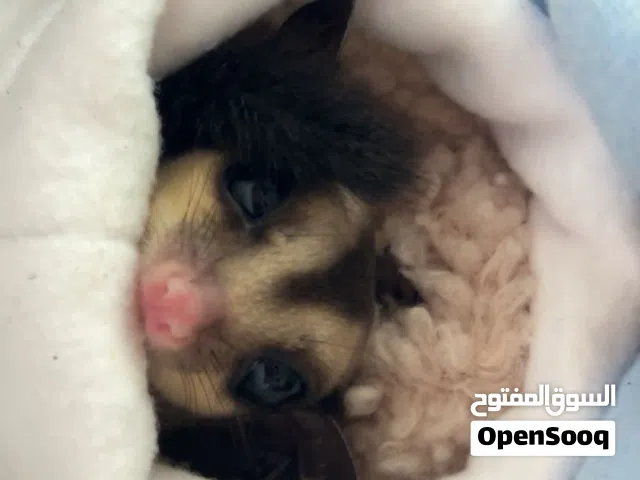 شوقر قلايدر