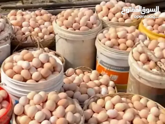 بيض بلدي مخصب