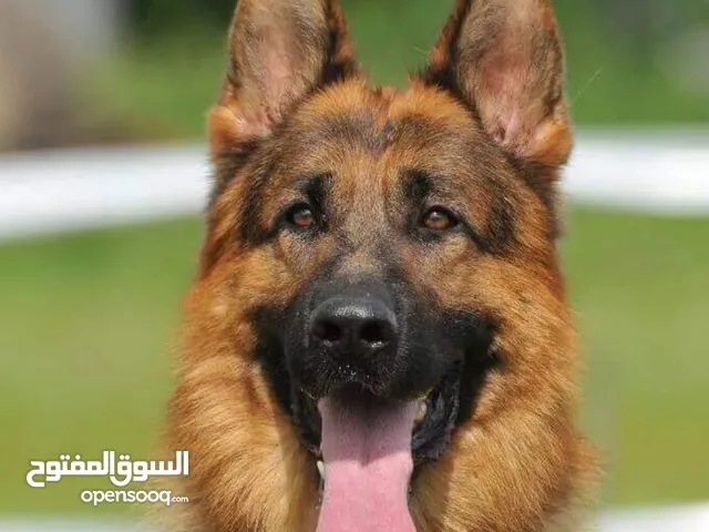 مطلوب كلب جيرمان للتبني