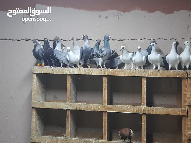 حمام كش سوري