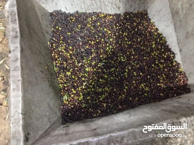 عَصْرَة الذهب الأخضر من جبال جنين زيت زيتون