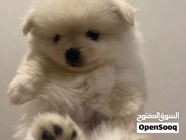 بومرينين تي كاب اصغر حجم   Extra small size teacup Pom