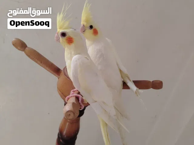 جوز كوكتيل لاتينو اليفات عجينه عمر 9 اشهر ع وجه شغل