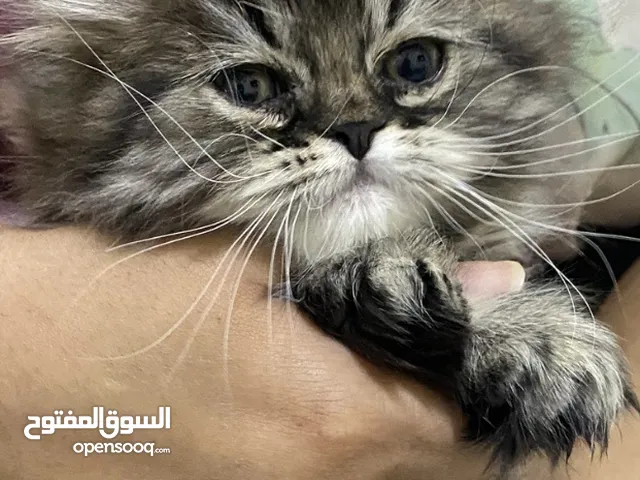 قطط للبيع بالخبر مستعجل
