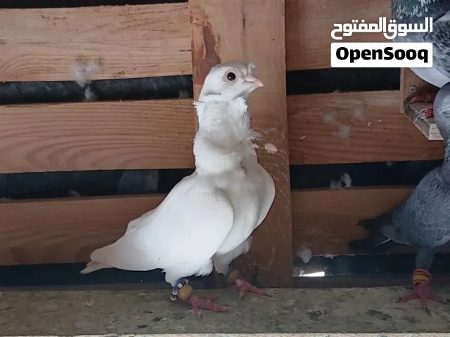 فحل كشكي ابيض حليب طير حمام