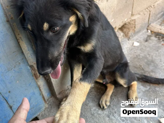 جيرمان اوكلاين  صحة ونظافه