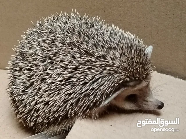 قنفذ ممتاز