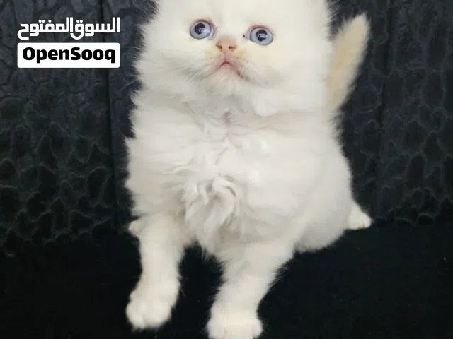 هملايا - بيور - لون أبيض ثلجي ناصع - شعر فلفي هير متميز - عيون ملونة زرقاء
