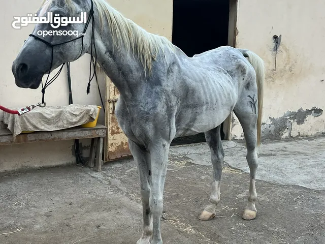 حصان اللبيع