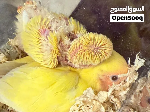 فروخ روز للبيع تقبل الغر بسهولة