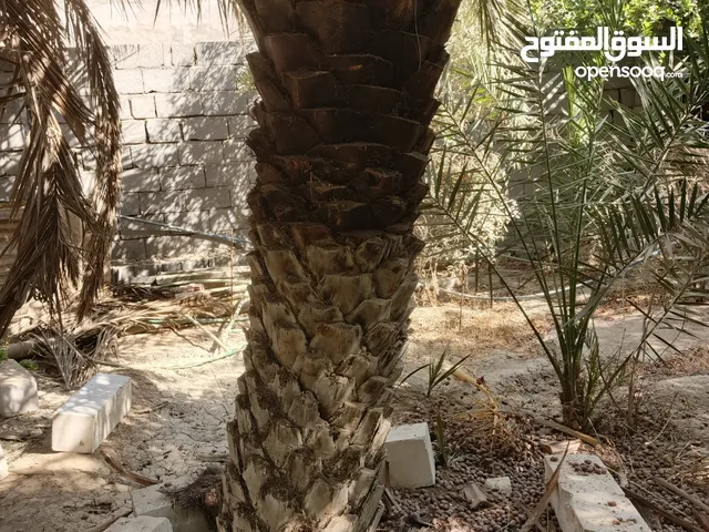 تنضيف نخل وتكريب وعمل جميع اعمال الحدائق ولبساتين وكل شي يخص الزراعه