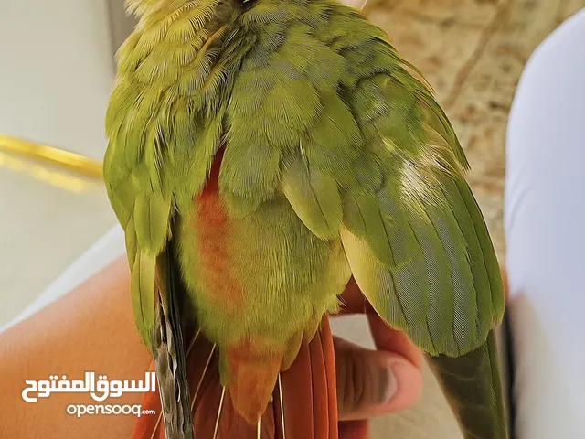 كنيور اليف عمره اربع شهور اليف جدا هدد داخلي الوصف تحت للمعلومات كامله