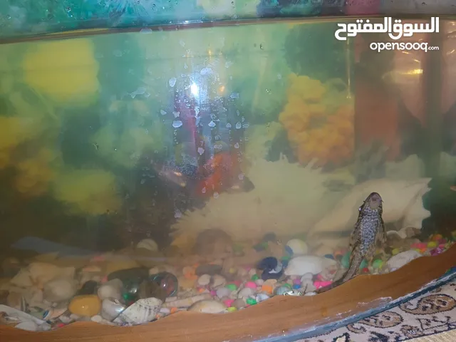 جوز طيور حب & سمك زينه
