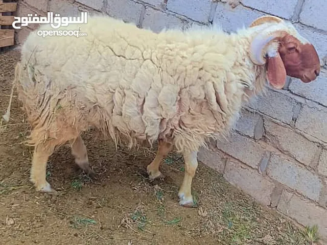 عرض بيع كبش فحل نعيمي خارجي