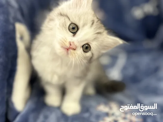 Two months old Persian kitten