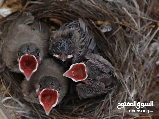 المتميز . فراخ بلابل عراقيه زق يدوي