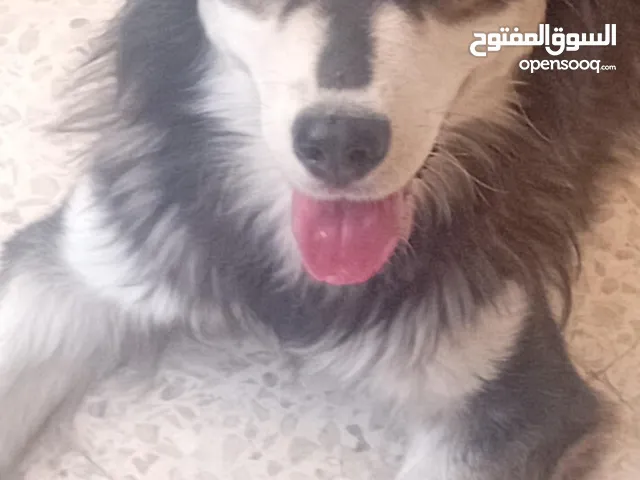 كلب هاسكي للبيع مطلوب فيه 55