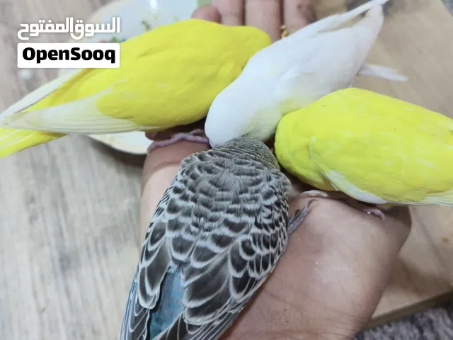 طيور حب اليفات