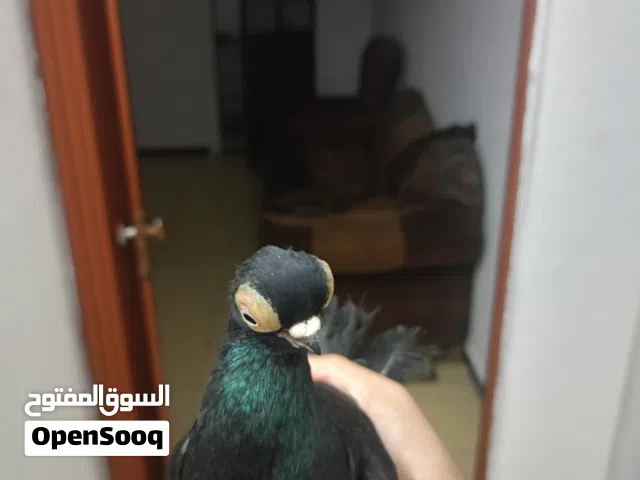 متاح فحل فنر الماني أو في ناس بتحكيلو ابن ألمانيات طير حمام ع قولت صاحبو