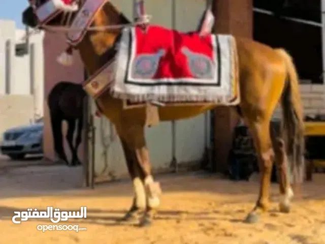 حصان احمر للبيع