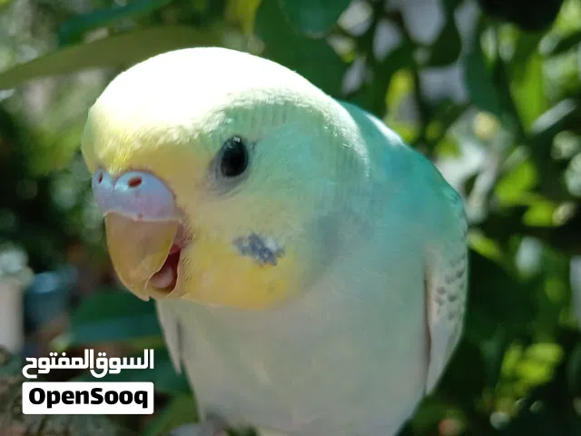 ماشاء الله تبارك الرحمن مخاليف حب الوان جميلة فيهم تراكيب رينبو. من انتاجي بفضل الله