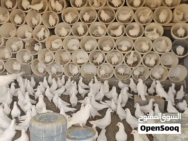 مطلوب حمام  ابيض  نفس ذوله بشتري بي الجملة   بسعر يكون مناسب