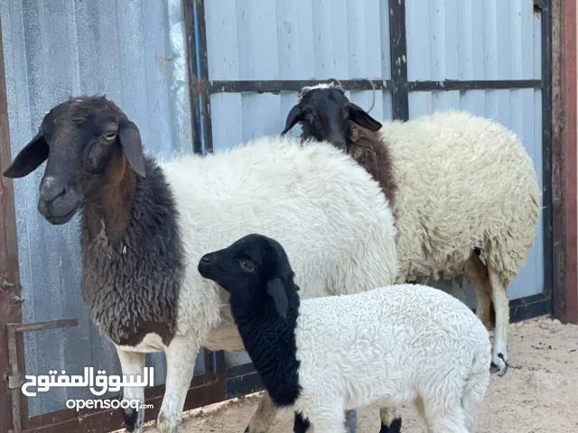 نعجتين ماشاء الله