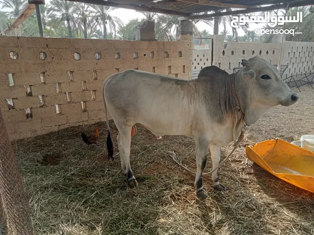 عجل صومالي مطعوم سمين