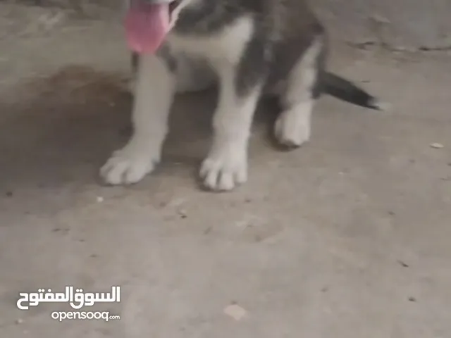كلبه هاسكي أنثى لونها اسود وابيض