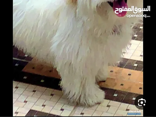 مطلوب كلب مالتيز بالجبيهة