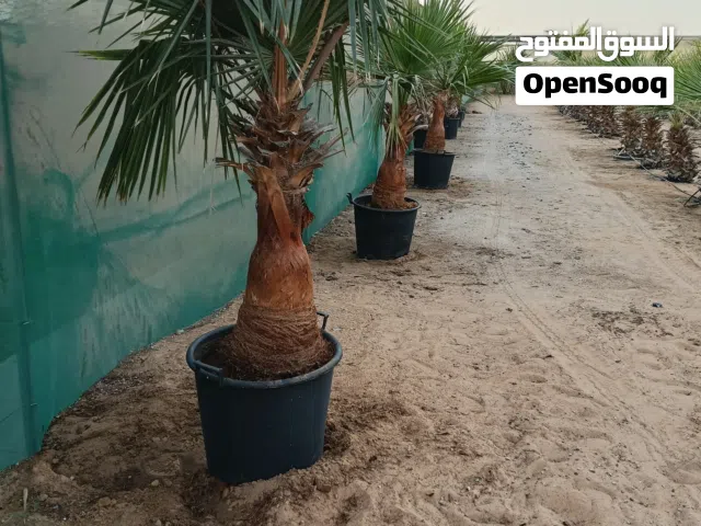 نخيل واشنطونيه الطول :متر او اكثر