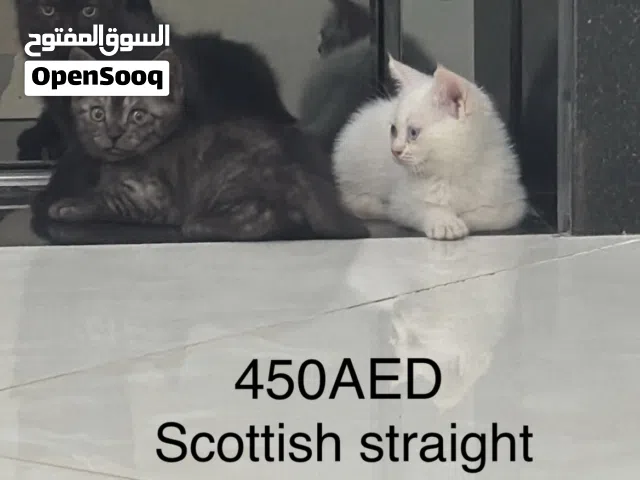 ثلاث قطط سكوتش