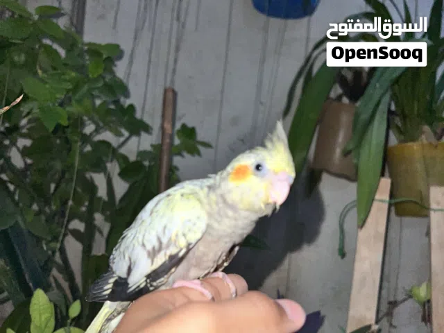 عصفور كوكتيل فرخ متعود بالشقة