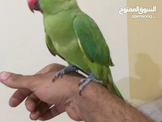 متو دره للبيع اليف