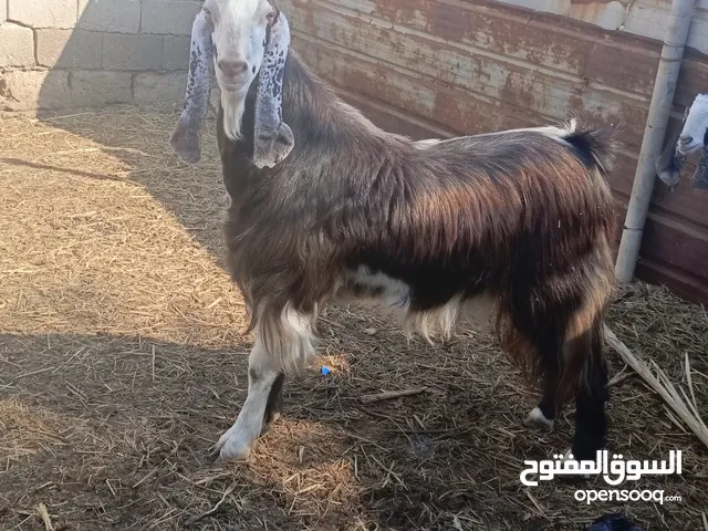 ماعز للبيع