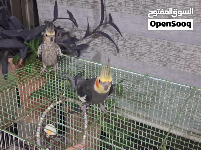 زوج من طيور الكوكتيل للبيع مع كافة مستلماتها.
