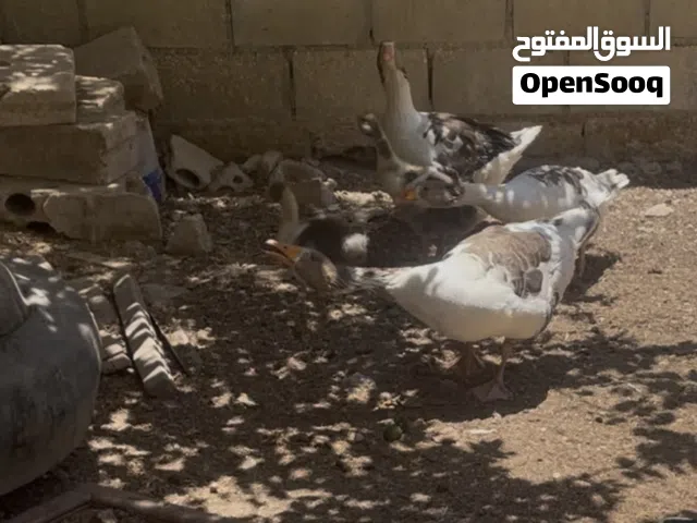 وز للبيع بلدي