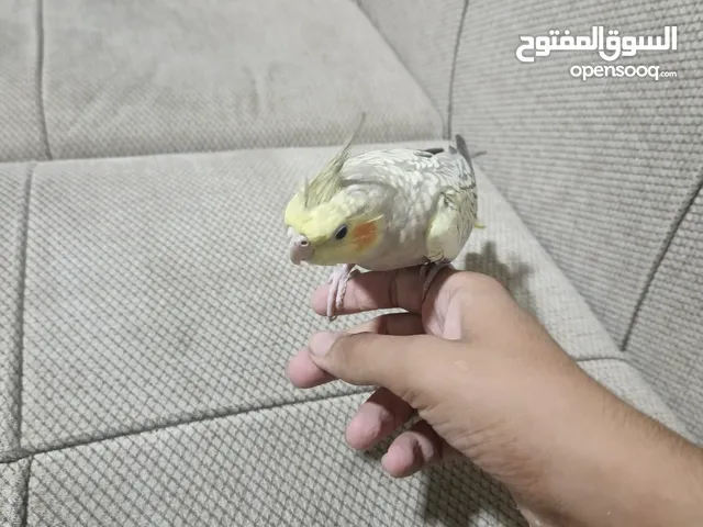 كوتيل أليف للبيع لون حبشي قابل للبدل على جوز كنار شغالات