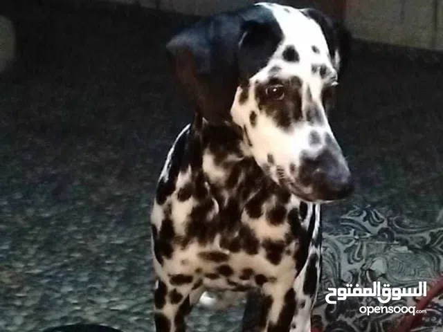 نتايه دالميشن بيور عندها سنه وثلاث شهور