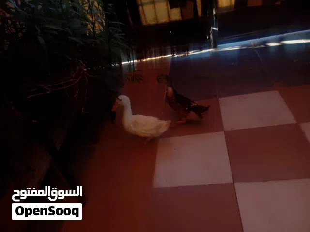 بط للبيع جوز ذكر و أنثى
