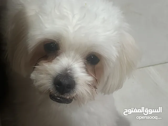 Maltese dog 1 year old for sale
