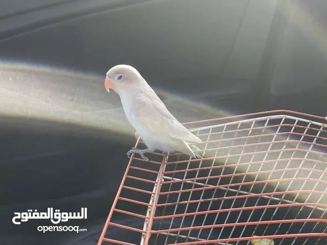 فيشر مروض للبيع