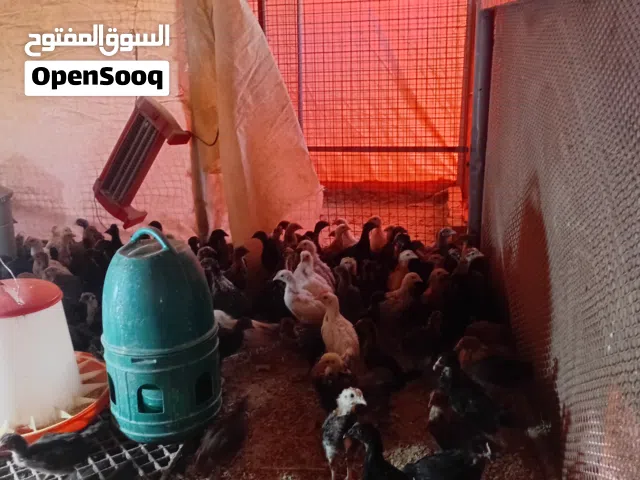 صوص بلدي 45 يوم