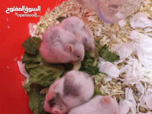 هامسترات سوري بسعر رخيص