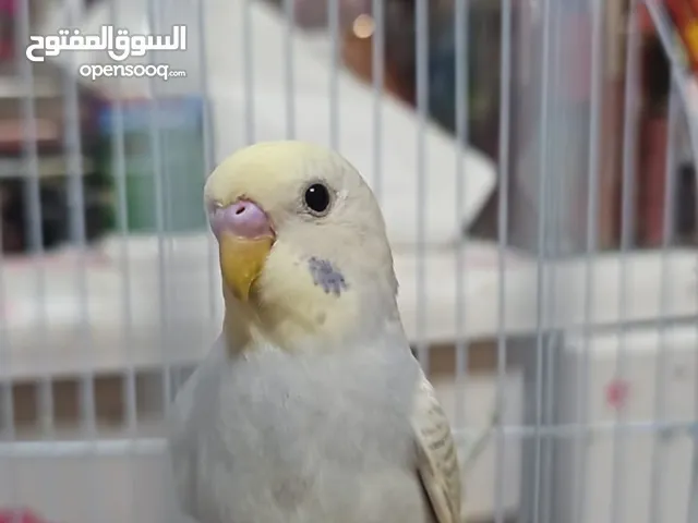 طيور بادجي