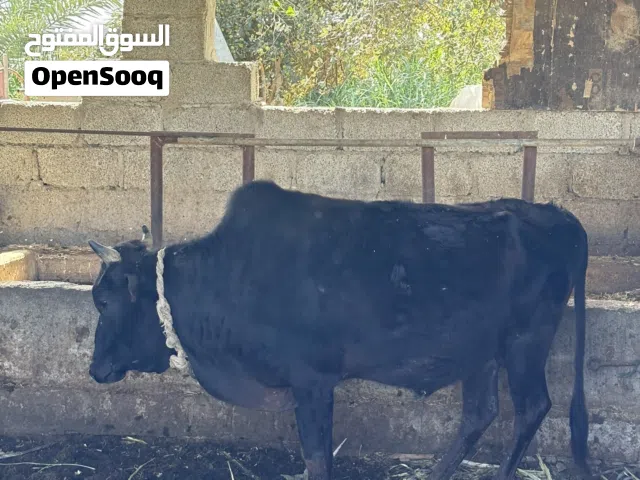 لبيع شوووف الوصصصصف