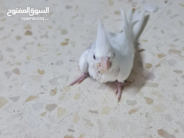 كوكتيل البينو عين حمرا عدد3 2عمرشهر 1عمر 25يوم